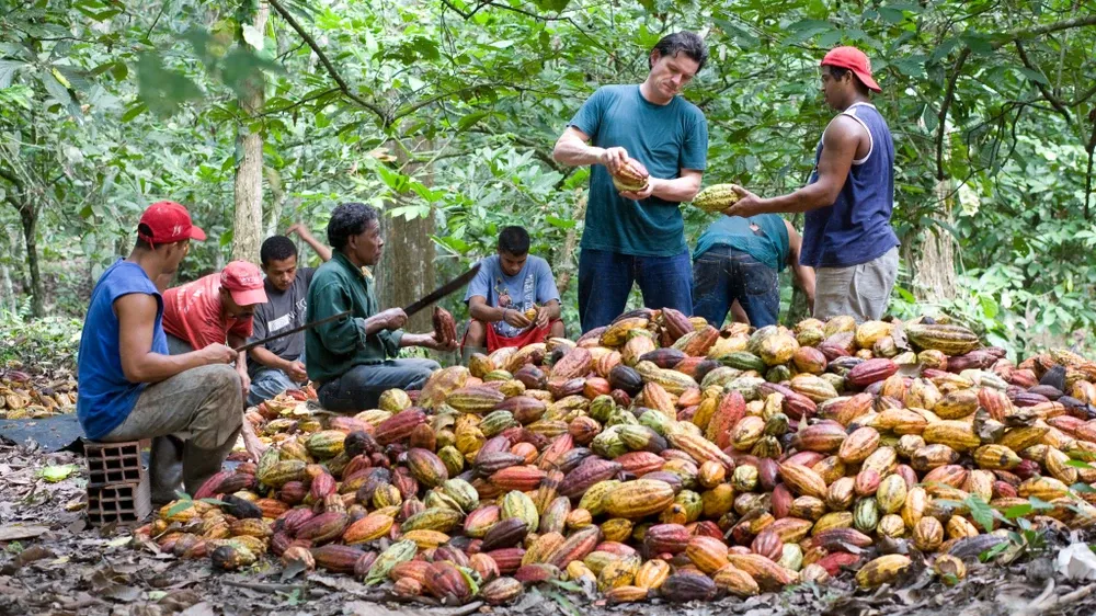 Hình ảnh người dân đang thu hoạch cacao