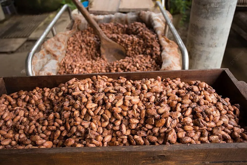 Quá trình lên men giúp phát triển hương vị đặc trưng cho hạt cacao